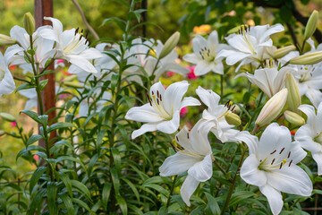 Lilium white flowers (Trumpet Lily)