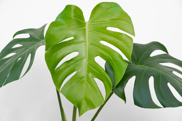 Monstera Deliciosa (Swiss cheese plant) large leaves against white background