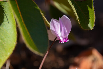 Cyclamen Graecum (Greek cyclamen) flowers in natural enviroment