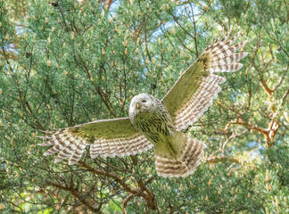 Owl flies between forest trees