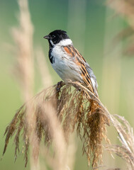The bird sits on a bush of grass