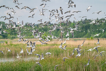 Fototapeta na wymiar A lot of seagulls fly over the swamp