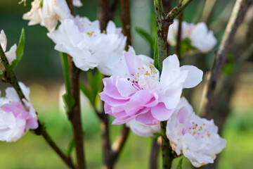 Obraz premium 満開の花桃