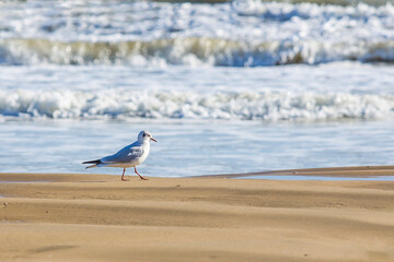 seagull on the beach