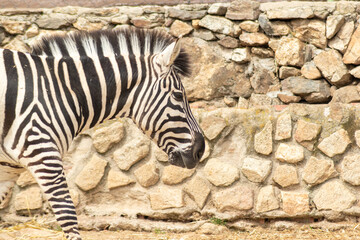 Fototapeta na wymiar African zebra in semi-freedom