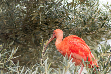 semi-wild red flamingo or Caribbean flamingo (Phoenicopterus ruber)