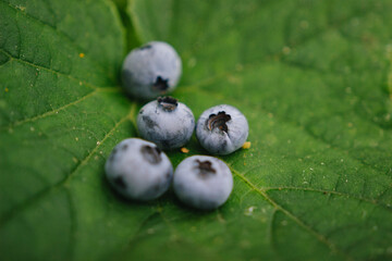 Blueberries on a leaf. Strong berry.