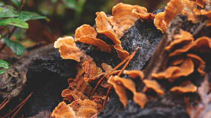 Crimped Gill (Plicaturopsis crispa) mushroom on rotting birch branch