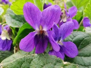 Closeup photo of Viola flowers