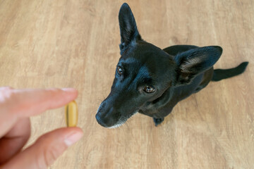 small black dog sit floor home fish oil omega 3 benefits improve life, healthy immune system man hand give capsule