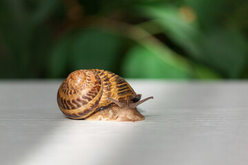 Snail on white table with green leaves background. Copy space.