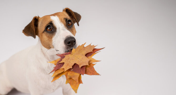 The dog is holding a bunch of maple leaves on a white background.