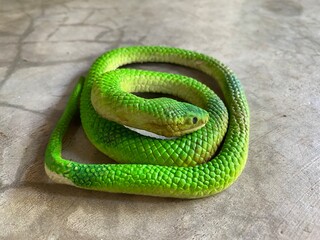 Artificial green snake on cement floor ground.