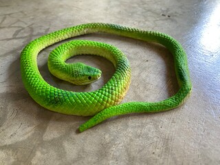 Artificial green snake on cement floor ground.