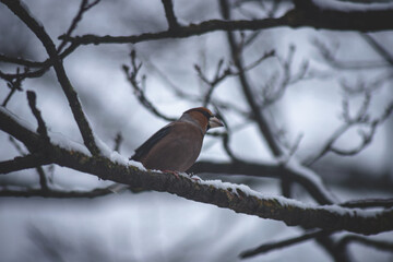 Hawfinch Coccothraustes coccothraustes. A songbird sits on a tree stick in the forest in winter	