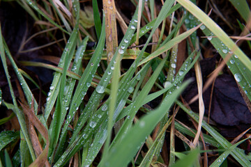 morning dew on the grass