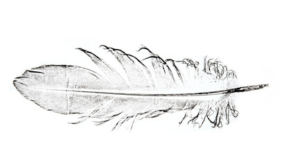 a feather printed on paper - graphic imprint