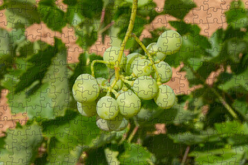 Racimo de uvas blancas en puzzle
