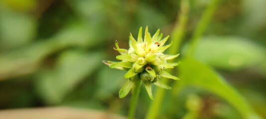 close up of a yellow flower in a garden