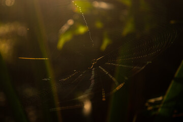 spider web with dew drops