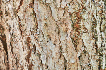 Beautiful tree bark texture image