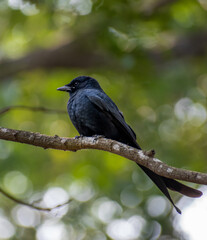 A Cute Black drongo 