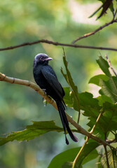 Black drongo