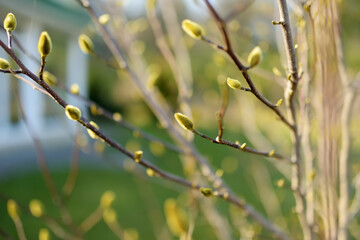 Fresh new soft buds sitting on magnolia tree branches.