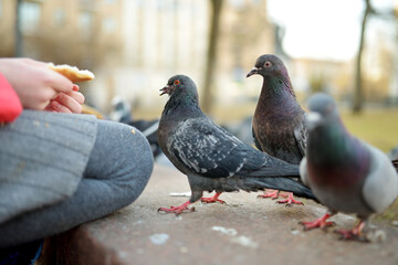 Feeding birds on spring day. Child feeding pigeons outdoors.