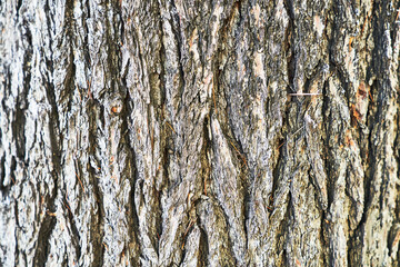 Beautiful tree bark texture image