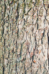 Beautiful tree bark texture image
