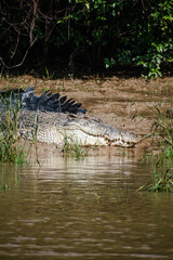Giant crocodile in India at bhitarakanika national park