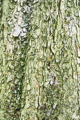Beautiful tree bark texture image