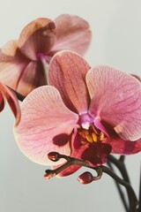 Fototapeta na wymiar Flowering branch of pink-brown orchid on the white background