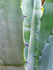 Macro photo of violet thorns on the green aloe leaves
