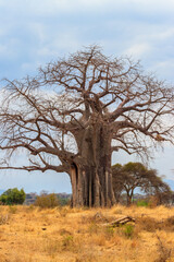 Dry african baobab (Adansonia digitata) in Tarangire national park, Tanzania