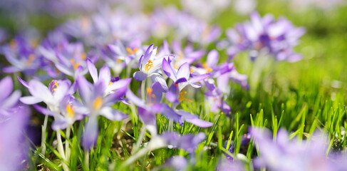 Blooming crocus flowers in the park. Spring landscape.