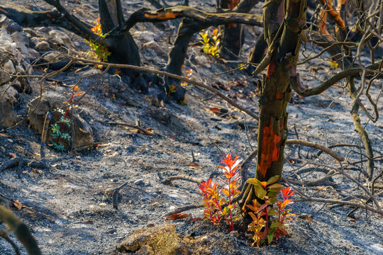 Burnt trees with new vegetation, in Har HaTayyasim (pilots mountain)