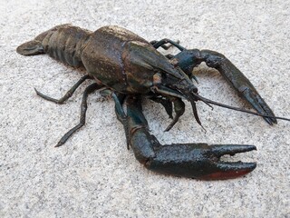 Dark blue lobster, freshwater crustaceans