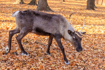 Reindeer (Rangifer tarandus) in the forest at autumn