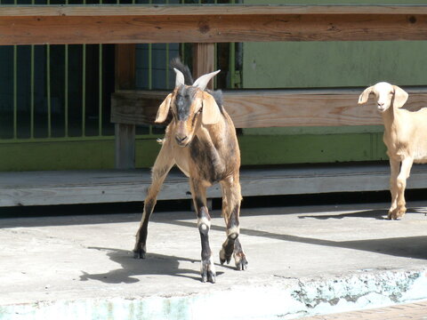 Firy goat in village street on St Eustatius (Statia), Dutch Antilles