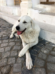 Cute happy dog resting in the street