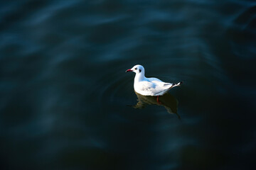 Seagull floating on the sea. Wild seagull with natural sea blue background.