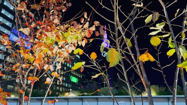 東京都新宿区の繁華街でライトアップされた紅葉の景色
