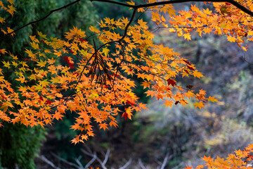 さざれ石公園の紅葉