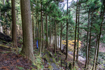 さざれ石公園に続く道