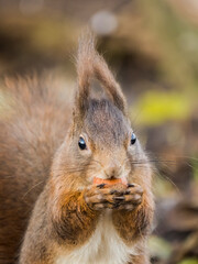Eichh&ouml;rnchen beim fressen
