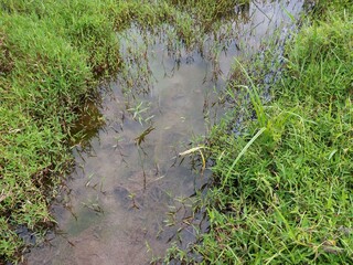 Small water canal in Sri Lanka