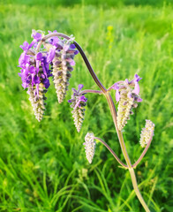 Wild flower, purple, on a grass background.