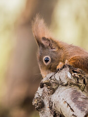Eichhörnchen sucht Futter